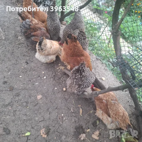 Продавам 10 кокошки и 1 петле, снимка 2 - Кокошки и пуйки - 55597077