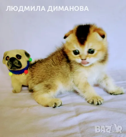 Шотландско мъжко златна чинчила , снимка 2 - Британска късокосместа - 55419250