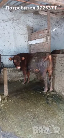 Продавам мъжки телета