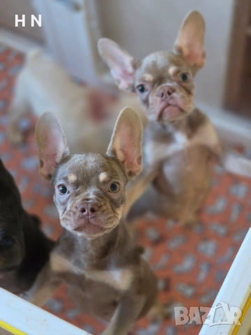 Френски булдог - мъжки - с ваксини и евро паспорт