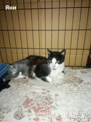 Коте за домашно отглеждане, снимка 2 - Други - 55274178