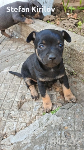  Мини пинчер , снимка 2 - Пинчер - 54158316