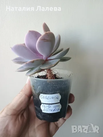 Ешеверия, echeveria Perle von nurnberg, снимка 3 - Стайни растения - 55440783