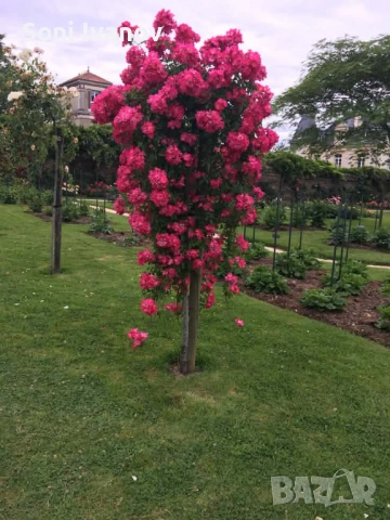 Контейнерни рози, щамбова рози, снимка 5 - Градински цветя и растения - 54100721