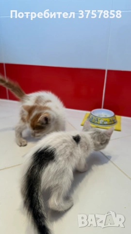  Мъжки котета, снимка 2 - Други - 54383344