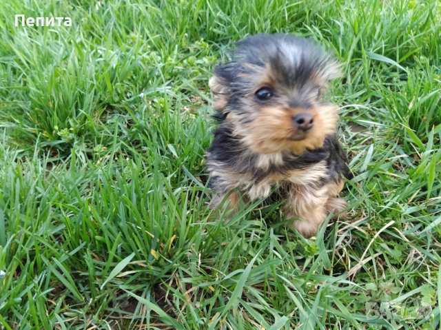 Мини йоркширски териер