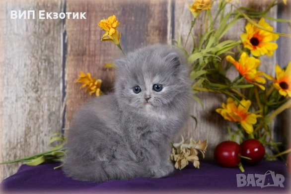 ПРОДАВА ПЕРСИЙСКИ КОТЕТА