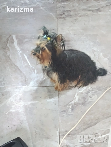 йорки 🐶🐶🐶, снимка 4 - Йоркширски териер - 54184001