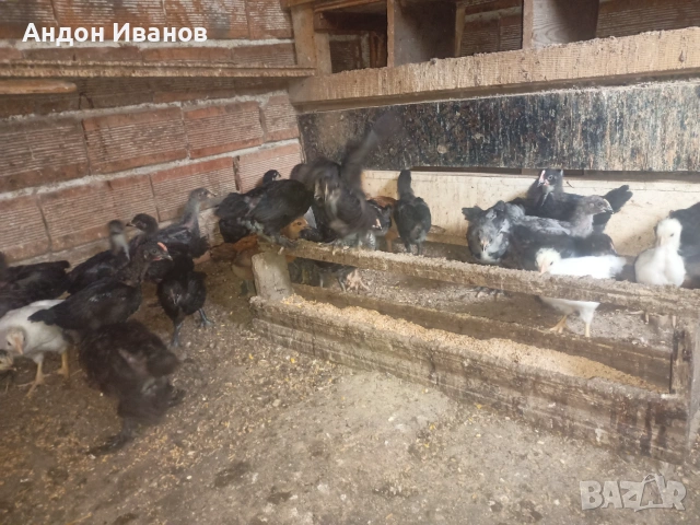Пиленца(пилета) на 20дни., снимка 9 - други­ - 55062573