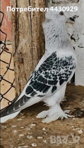 Мардини (фенерлии), снимка 3 - Гълъби - 54141614