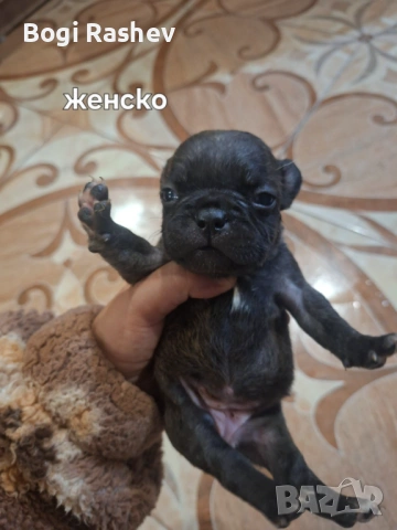 Френски булдог , снимка 4 - Френски булдог - 54883058