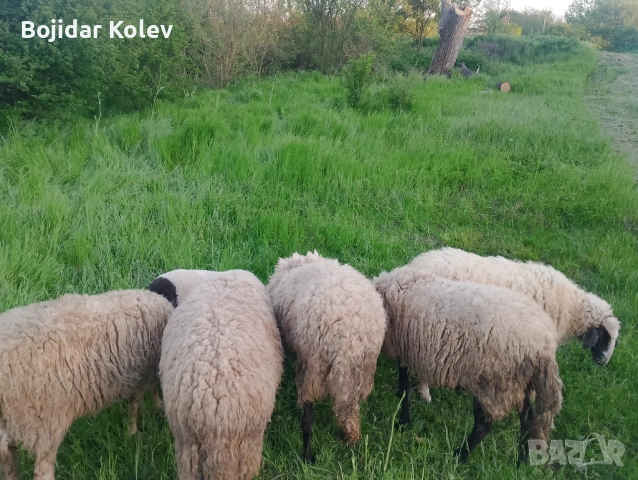 Продавам 5 овце и 1 агне