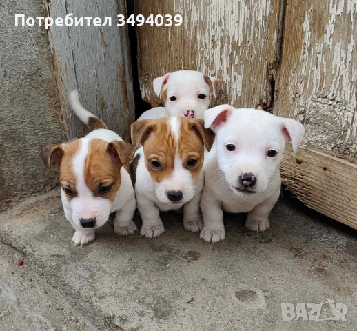 Джак Ръсел Териер 