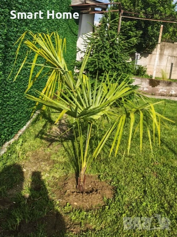 Палми Трахикарпус , Trachycarpus fortunei, снимка 10 - Градински цветя и растения - 54668092