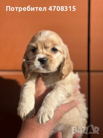 Кокер шпаньол момче родословен баща, снимка 6 - Кокер шпаньол - 54005705