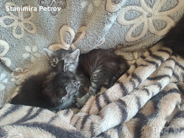 Ангорски котки, снимка 15 - Ангорски - 54660407