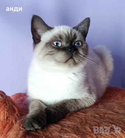 женска британска котка колорпойнт на 1 година , снимка 5 - Британска късокосместа - 54488186