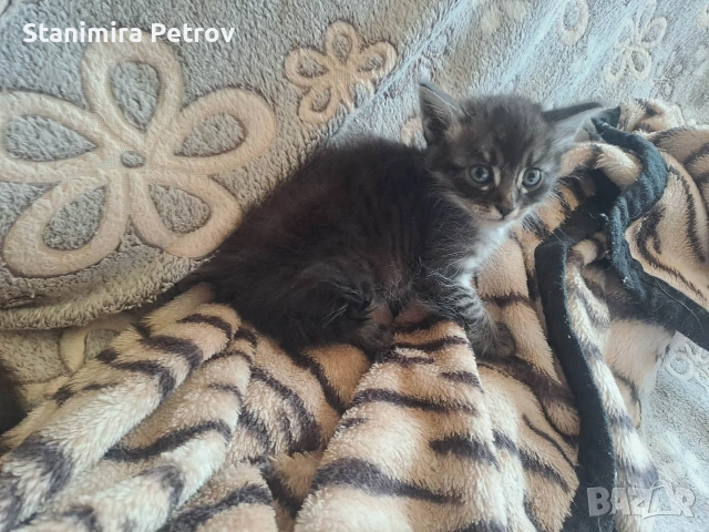 Ангорски котки, снимка 16 - Ангорски - 54660407
