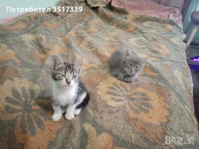 подарявам малки котенца