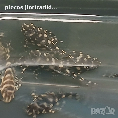 Hipancistrus Contradens, снимка 2 - Рибки - 54854527
