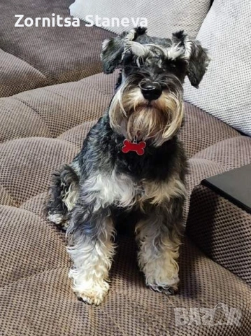 Мини (цверг) шнауцери, снимка 15 - Други - 54016098