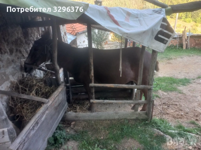 Продавам работно муле, снимка 5 - Коне - 55049100