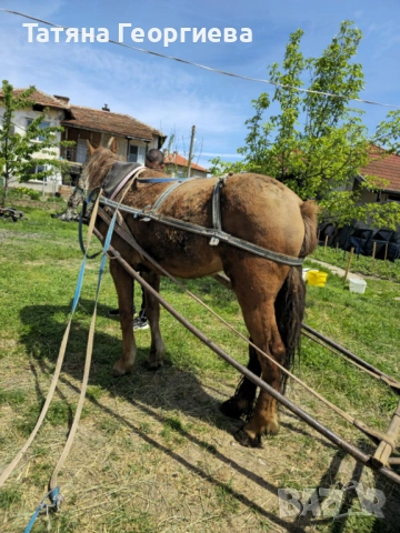 Продавам кобила, снимка 2 - Коне - 54379328