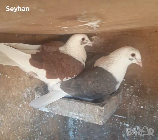 Пощенски на капак , снимка 3 - Кокошки и пуйки - 55491901