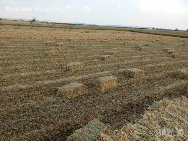 Продавам бали овес и грах