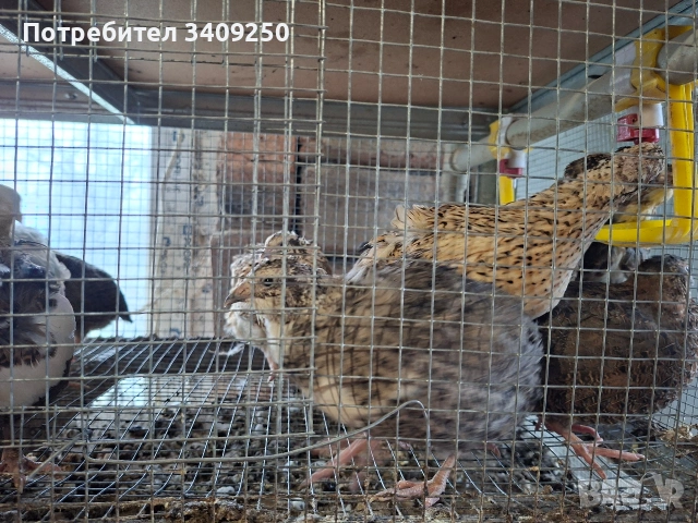 Женски пъдпъдъци носачки, снимка 2 - Други - 53997779