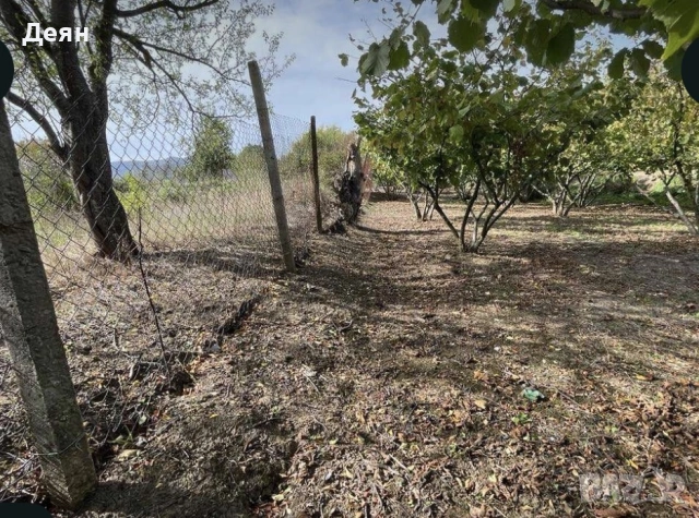 Лешникова градина лешници Hazelnut garden, снимка 2 - Парцели - 55002177