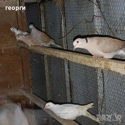 Гугутки скумруци