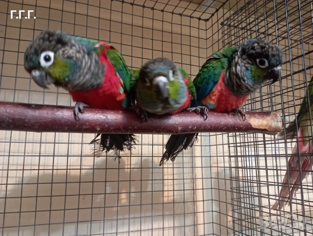 Бебета Пирура перлата, снимка 5 - Папагали - 54287719