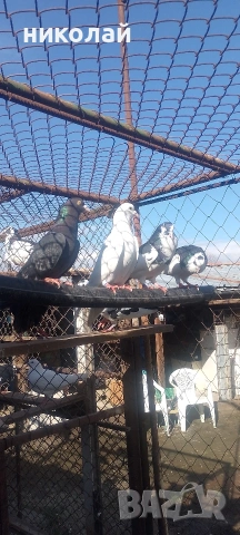 пазарджишки гълъби , снимка 3 - Гълъби - 54279219