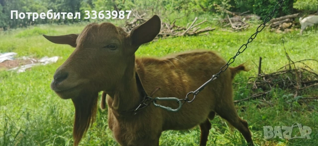 Кози за продажба , снимка 2 - Кози - 54659947