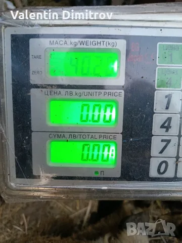 Продавам шиле.., снимка 2 - Овце - 55661736