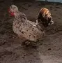 Продавам Бреговски Джинки  Чифтове и Петлета , снимка 10