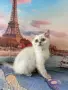 британски котенца, снимка 1
