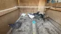 Пилета великденска носачка , снимка 1