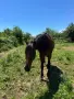  Продава се работен  Кон, снимка 4