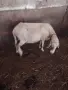 Продавам овца за клане, снимка 3