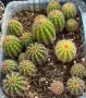 Кактус Trichocereus Hybrid оранжев цвят, снимка 2