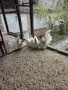 декоративни кокошки шабо , снимка 4