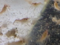 Бебета рачета Procambarus Alleni, снимка 6