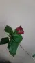 Подарявам китайска роза храст, снимка 3