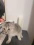 Шотландски късокосмести котета, снимка 8