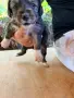 Подарявам кученца, снимка 4