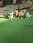 Чихуахуа кученца, снимка 3