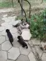 Малки кученца си търсят добър стопанин , снимка 7