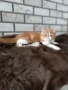 Екзотично късокосместо коте , снимка 3
